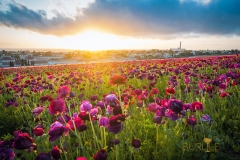 carlsbad-flower-fields